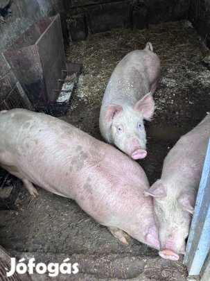 Hízó sertések eladók