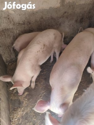 Hízó sertések eladók 