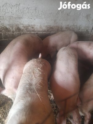 Hízó.sertések.eladok 