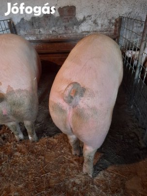 Hizó.sertések.eladók.