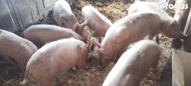 Hízó sertesek eladók?!!