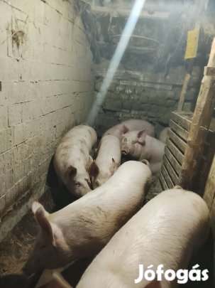 Hízó választás szerint