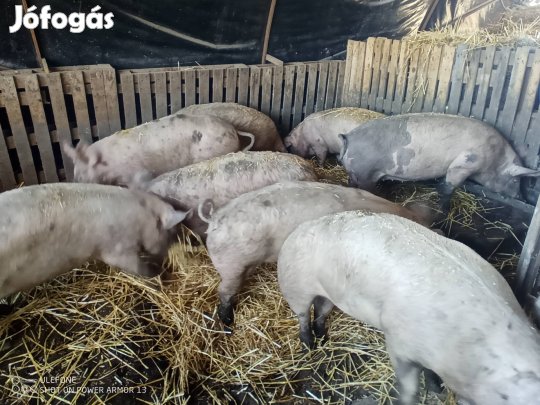 Hízók 130-160 kg-ig eladók 