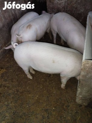 Hizók 160-170kg-os