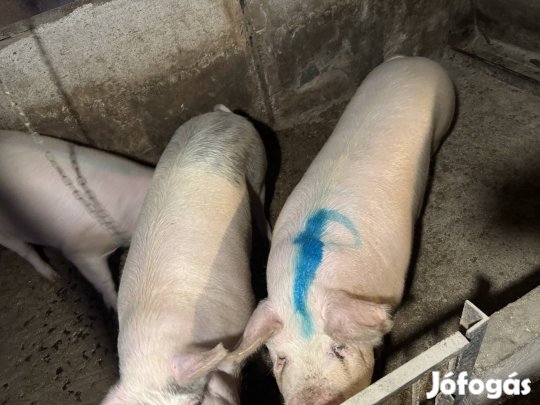 Hízók 180-220 kg-ig.