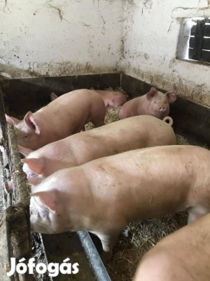 Hízók Eladók!!