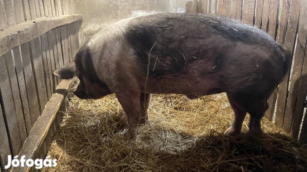 Hízók/ ártánok eladóak