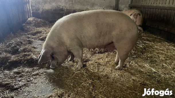 Hízók/ kocák eladóak