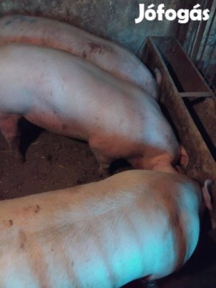 Hizók ,süldők eladók