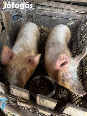 Hizók eladó 130kg körül