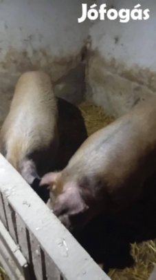 Hízók eladó 900ft/kg