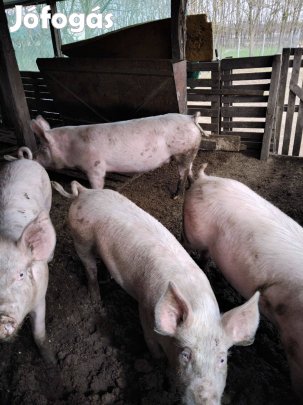Hízók eladóak!!