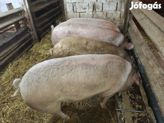 Hízók eladók Balástyán