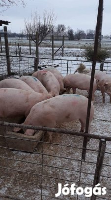 Hízók eladók Gyulán