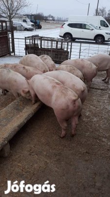 Hizók eladók Gyulán