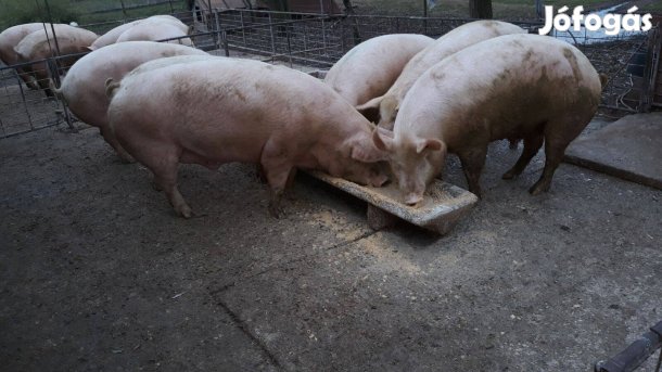 Hízók eladók Gyulán