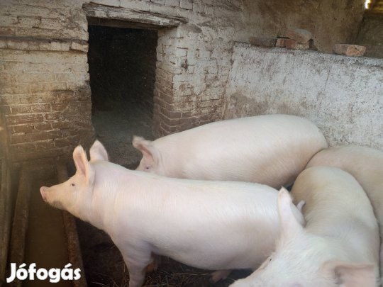 Hízók eladók Háztáji  hizlalás