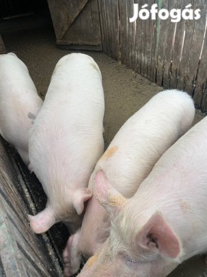 Hizók eladók Nyíregyházán