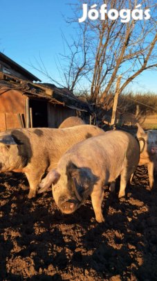 Hízók eladók, 180-220 kg