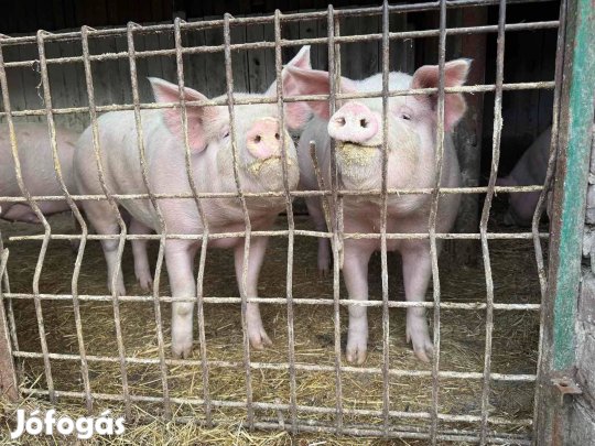 Hízók eladók!