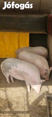 Hízok eladók.