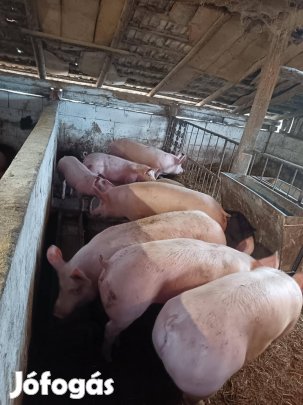 Hízok eladók!