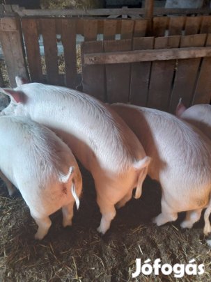 Hizók eladók csere