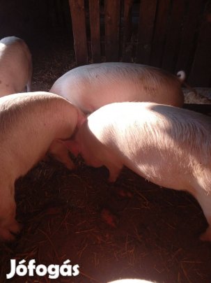 Hizók eladók csere