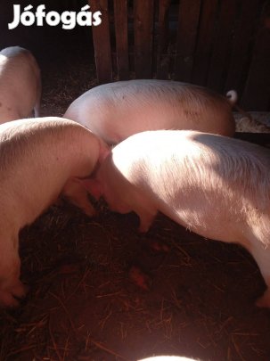 Hizók eladók cserelhetők