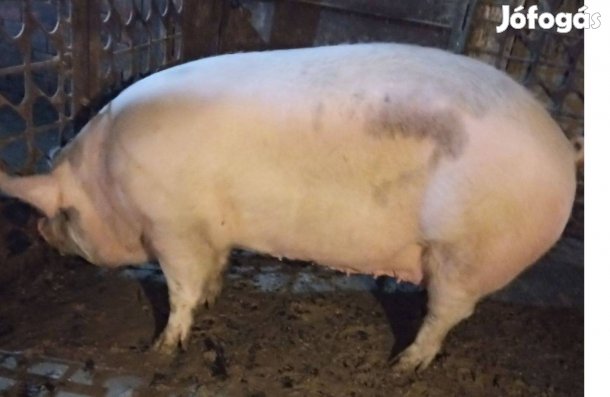 Hizok eladok szalaminak kivalo