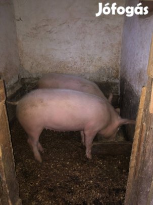 Hízók eladók/vágásra/ kocának