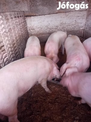 Hizók eladók vagy csere bárányra