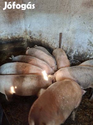 Hízók eladók vagy cserélhetők borjúra.