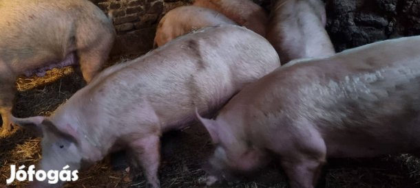 Hízók és anyakoca