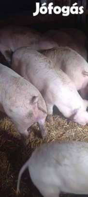 Hízók és süldők