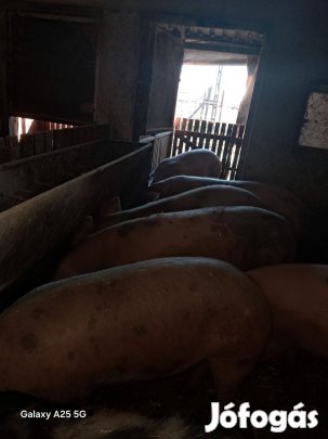 Hízók gazdát keresnek