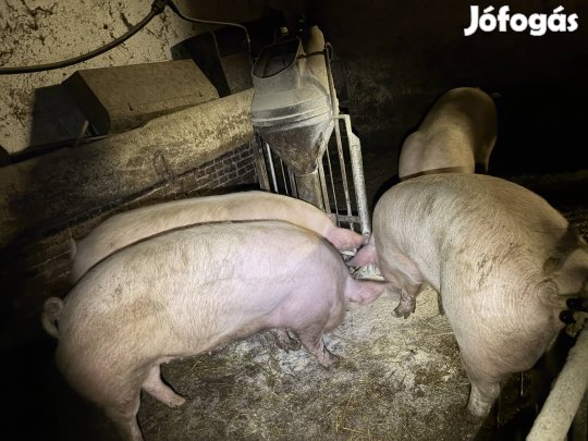 Hizók költöznének