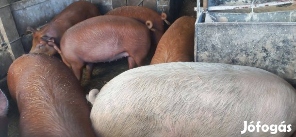 Hízók költöznének!