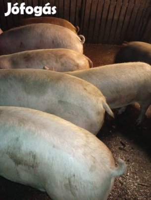 Hizók költöznenek!