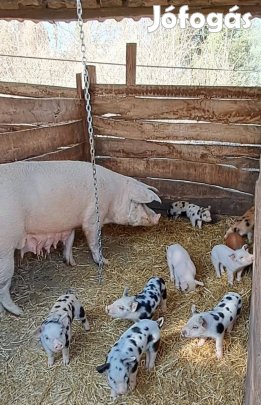 Hízók,malacok eladók! Amilyet szeretnél!