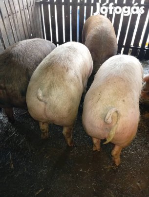 Hizók máshová költöznenek