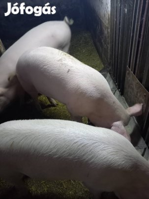 Hizók másik ólban ŕöfögnének