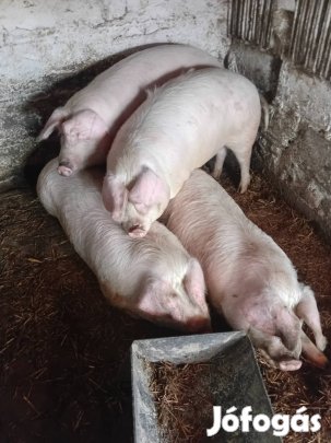 Hízók megvásárolhatóak