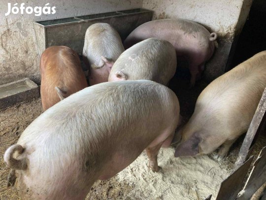 Hízók nagysúlyban