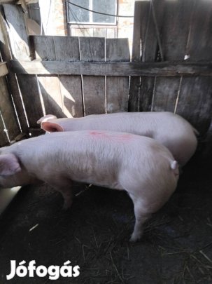 Hízók ólat cserélnének Komoróban !!