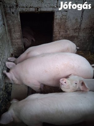 Hizók-süldők eladóak!