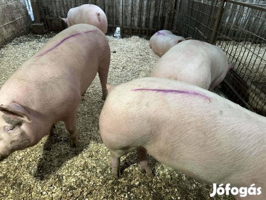 Hízók süldők eladók