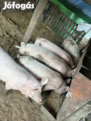 Hízónak való, malacok eladóak