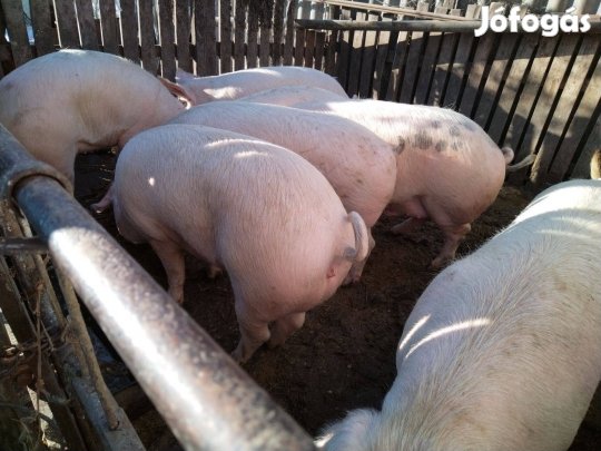 Hízósertések + süldők gazdát cserélnének