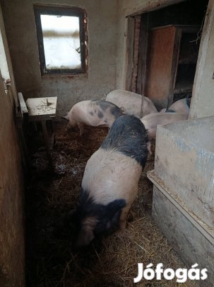 Hízott Sertések Sürgősen Eladók,90Kg-300Kg-ig